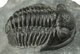 Two Detailed Gerastos Trilobite Fossils - Morocco #243809-4